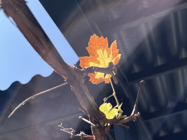 秋天🍂