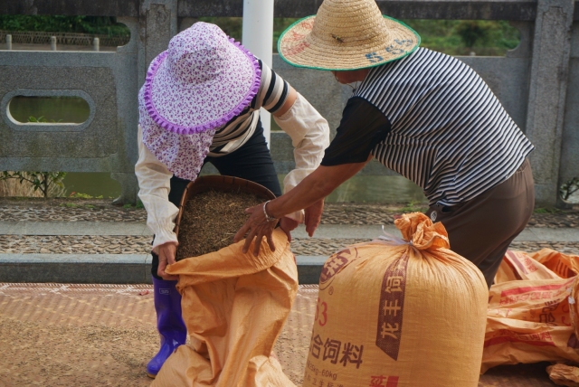 秋分