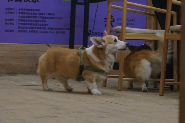 小狗分享