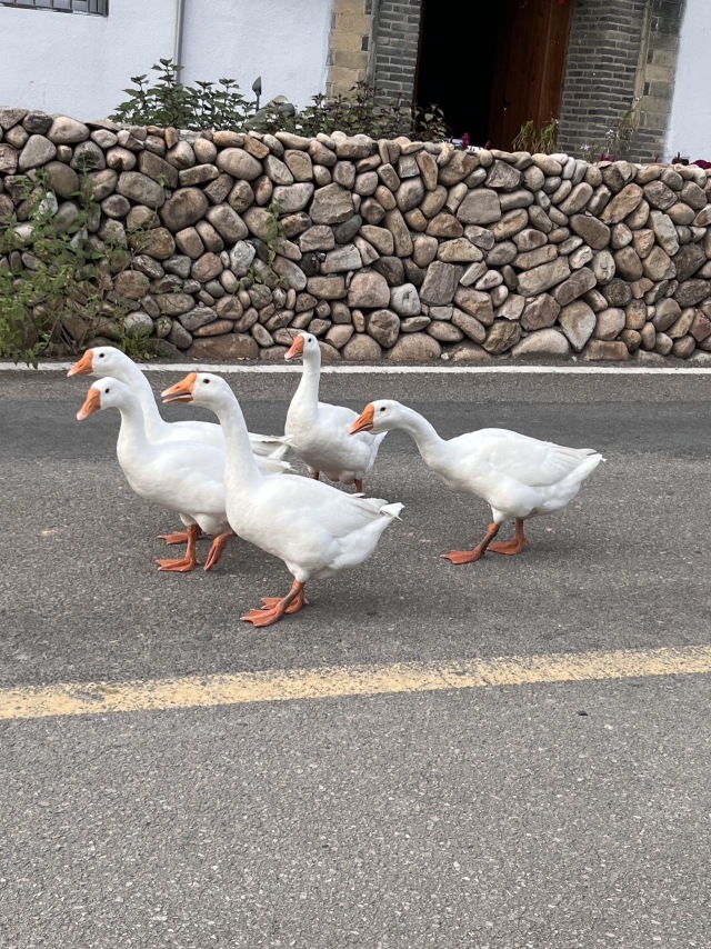 鹅