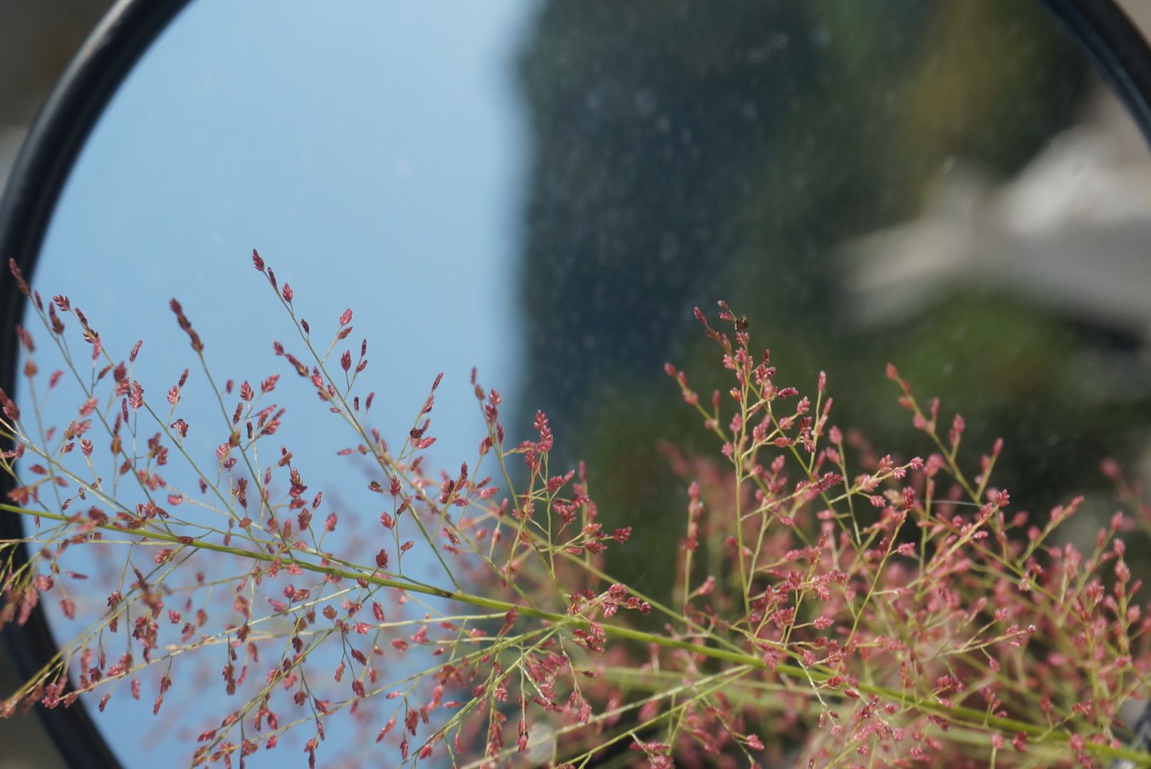 找了半天才找到的粉黛乱子草