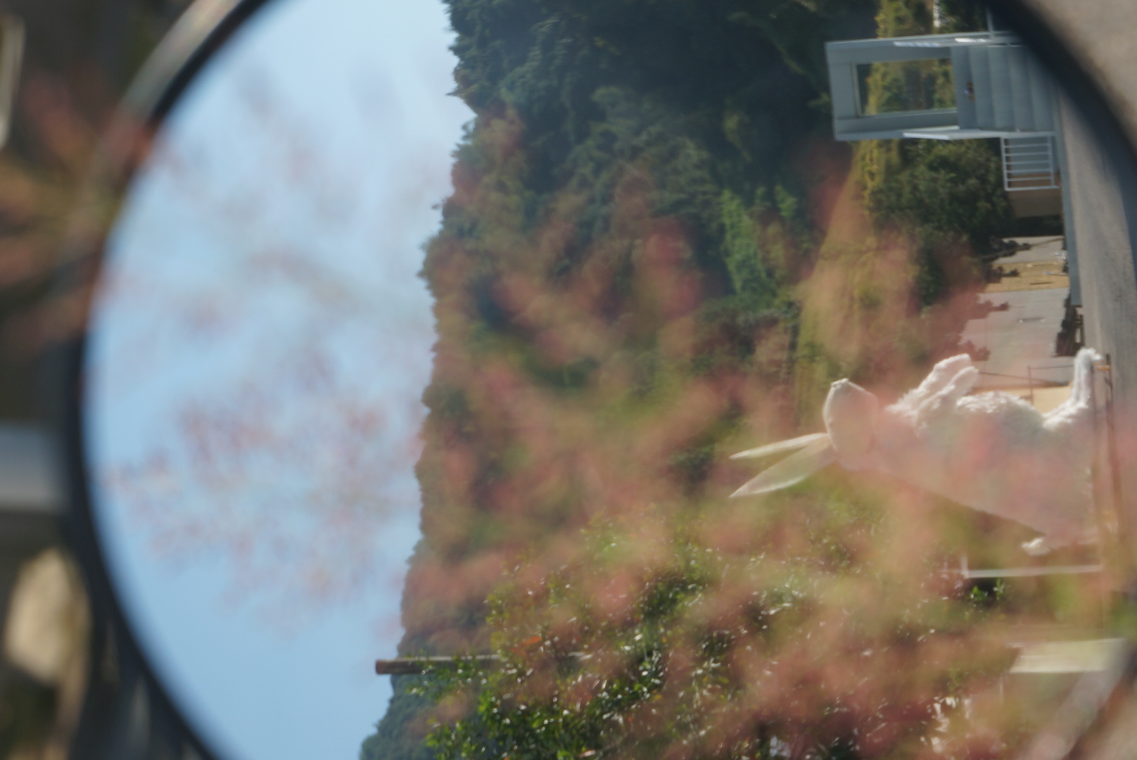 找了半天才找到的粉黛乱子草