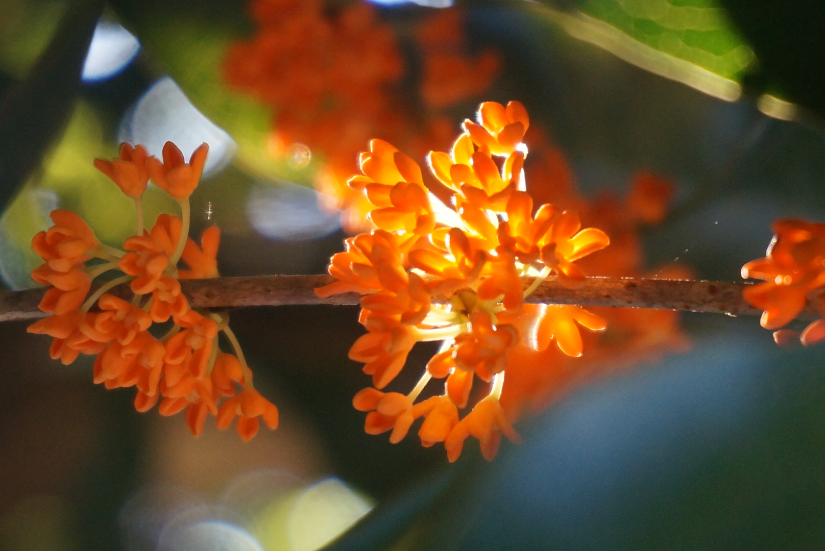 南瓜片和朱砂丹桂