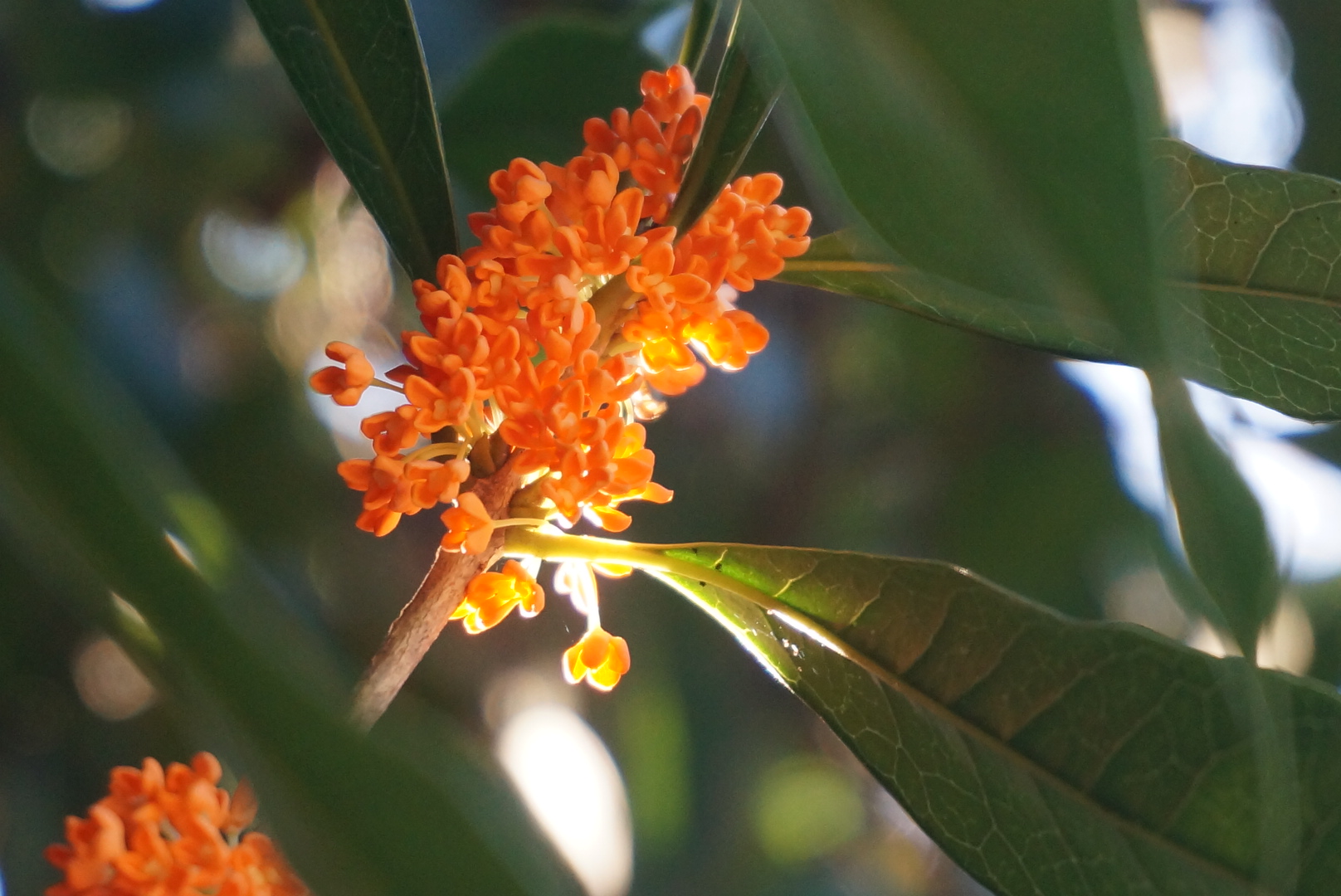 南瓜片和朱砂丹桂