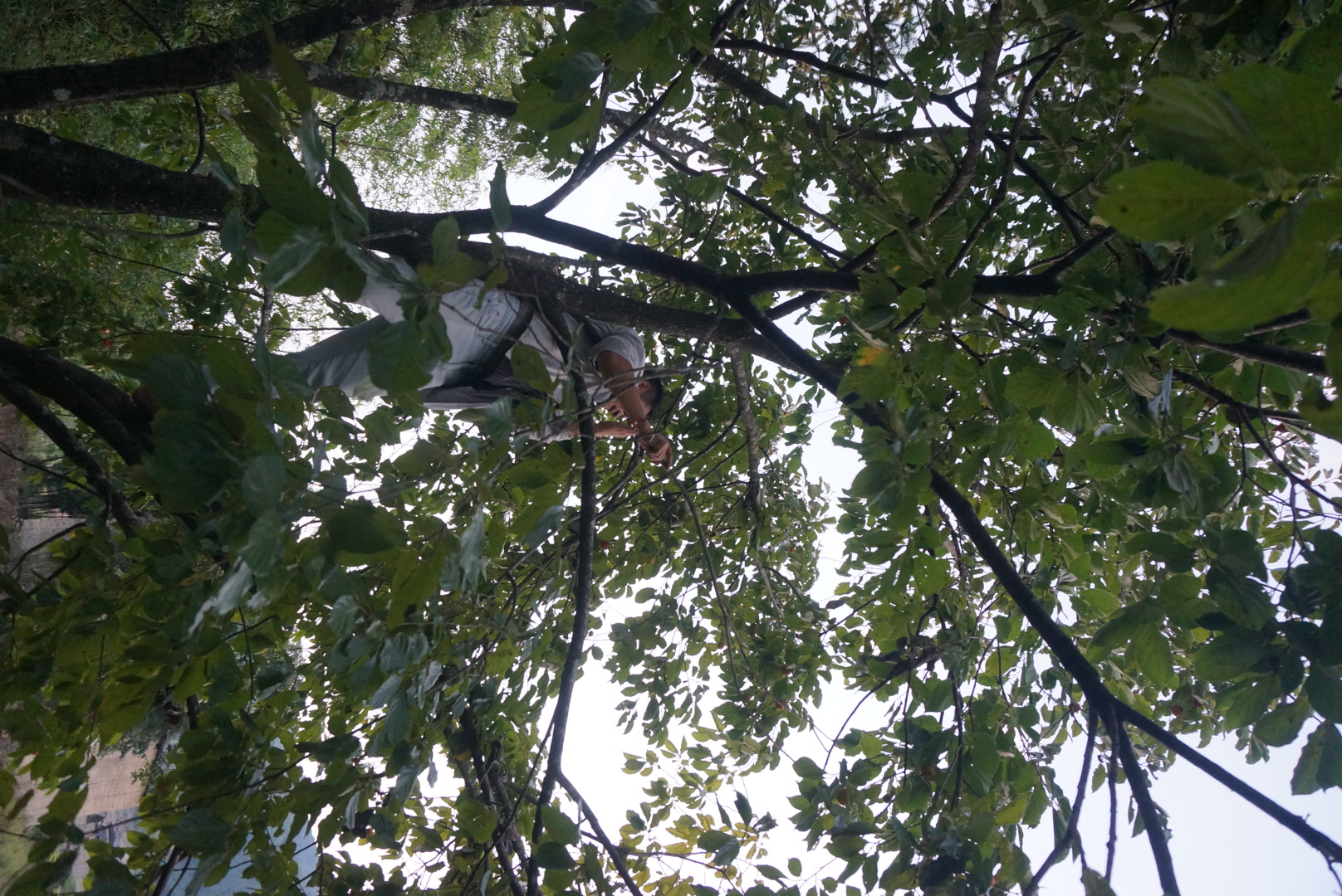 和蜀哥去里汾溪摘柿子