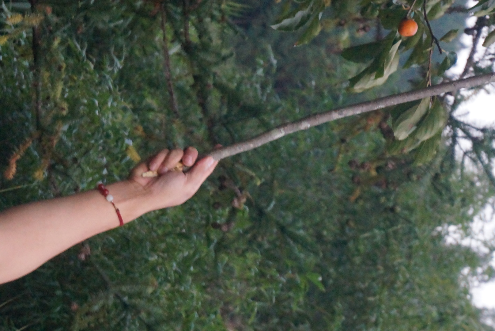 和蜀哥去里汾溪摘柿子