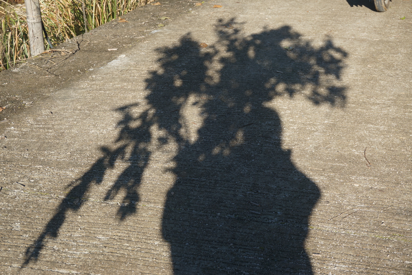 偷走一棵树时的内心活动