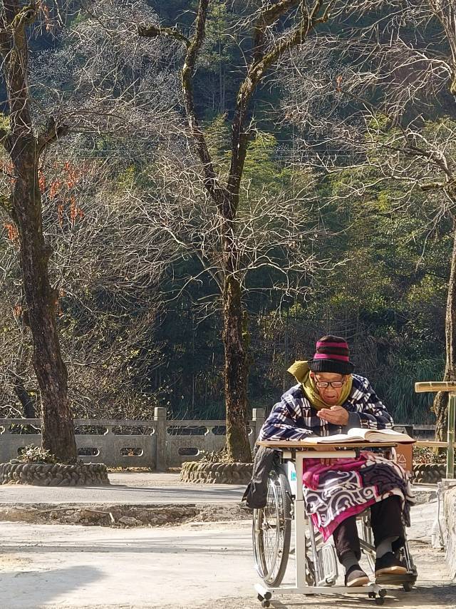 柿子树