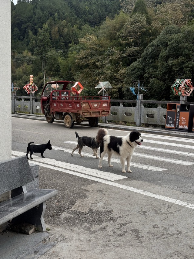 前汾溪村网红🐶 — 钢镚 🪙日常