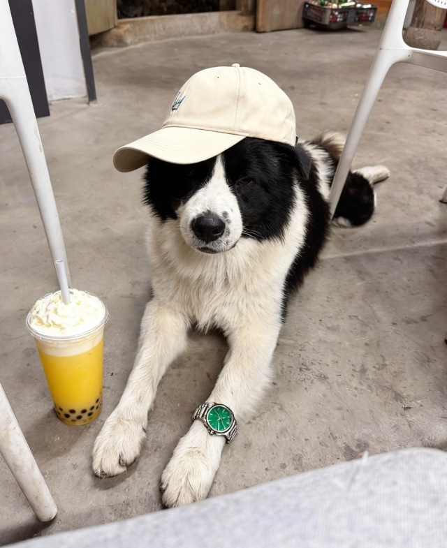 前汾溪村网红🐶 — 钢镚 🪙日常