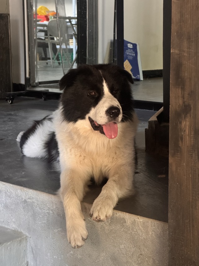前汾溪村网红🐶 — 钢镚 🪙日常