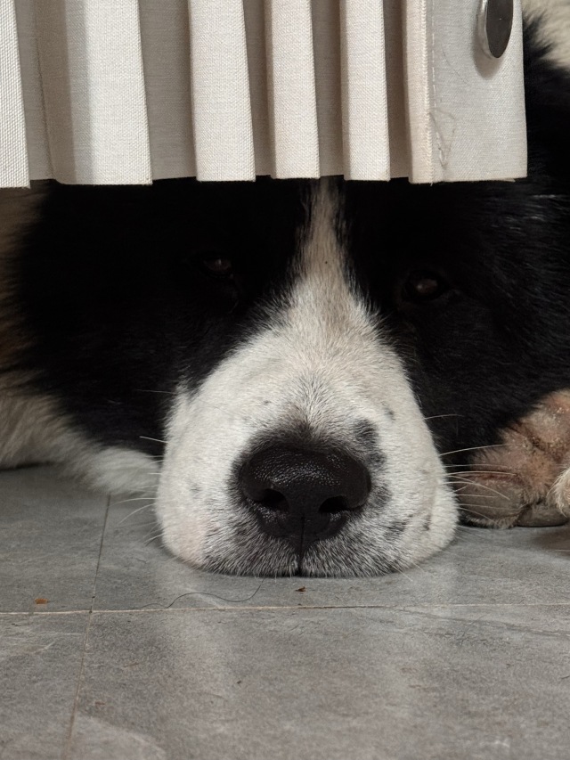 前汾溪村网红🐶 — 钢镚 🪙日常