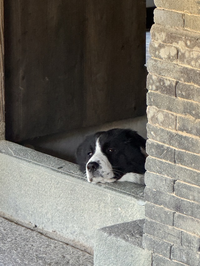 前汾溪村网红🐶 — 钢镚 🪙日常