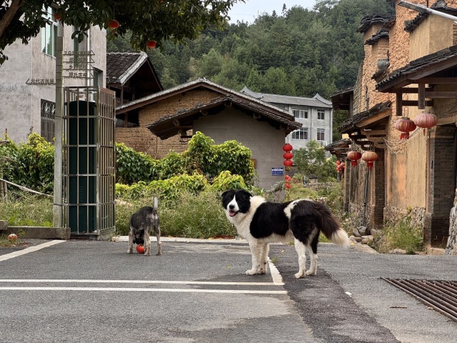 前汾溪村网红🐶 — 钢镚 🪙日常