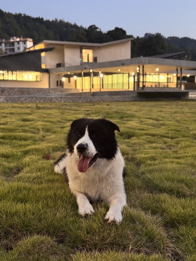 漂亮🐶