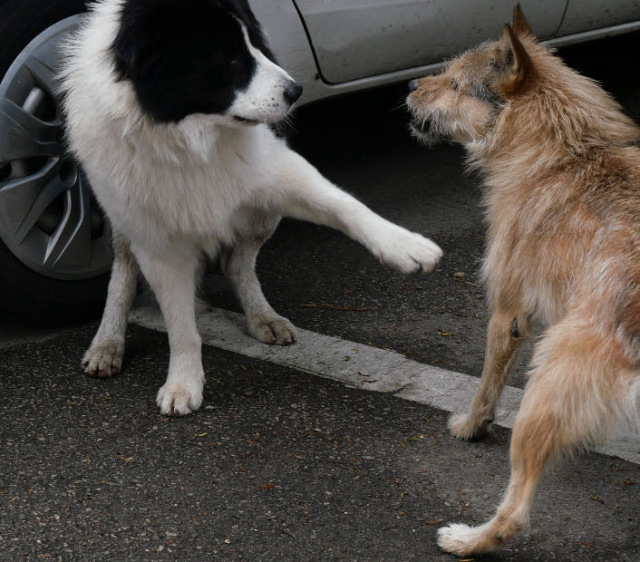 钢镚打架中🐾👊