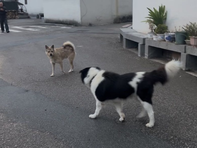 钢镚打架中🐾👊