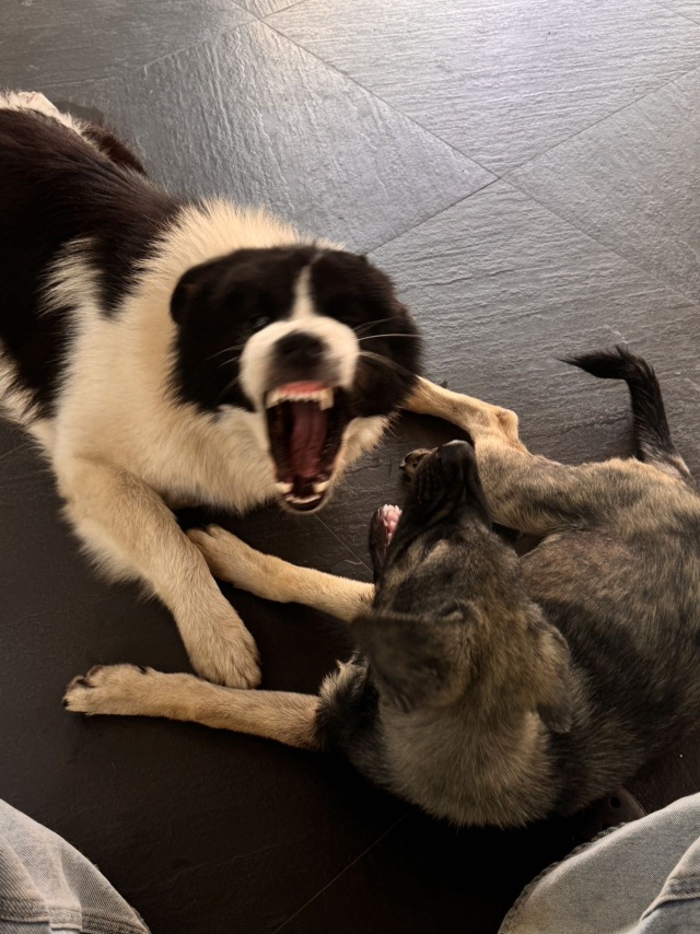 打架🐶
