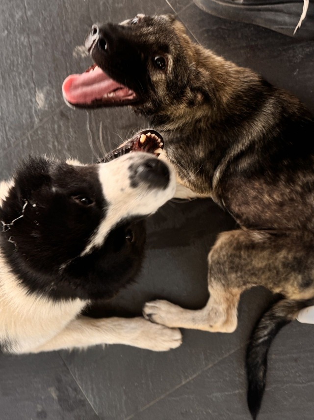 打架🐶