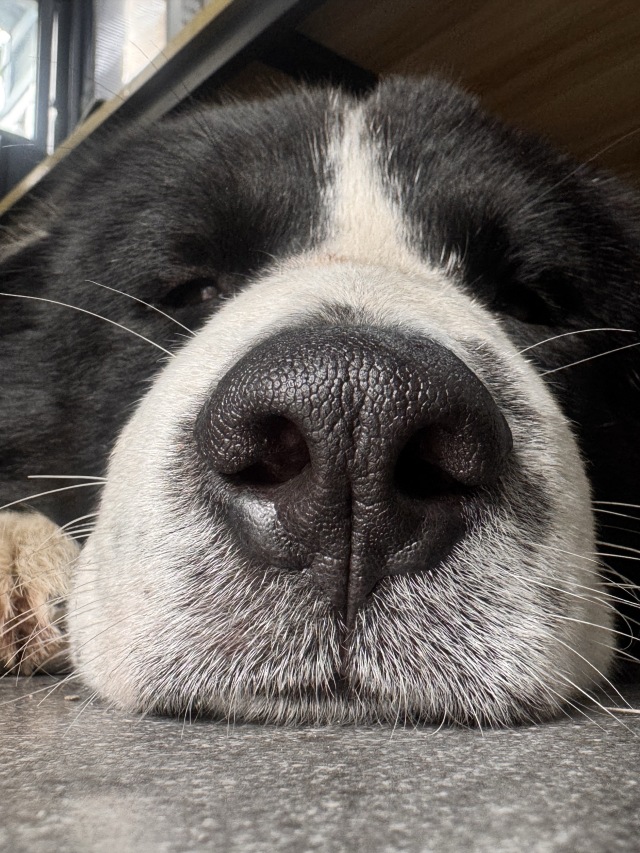 🐶💤💤