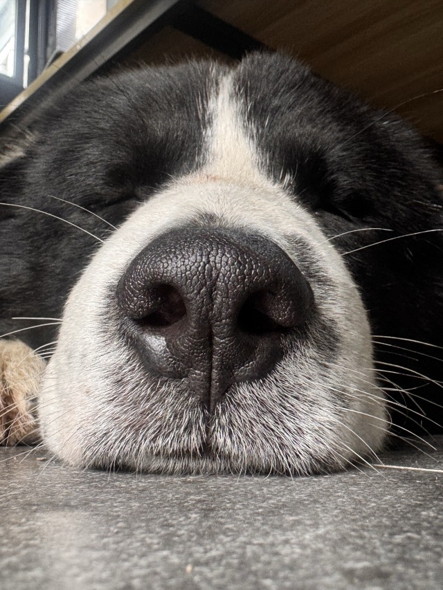 🐶💤💤