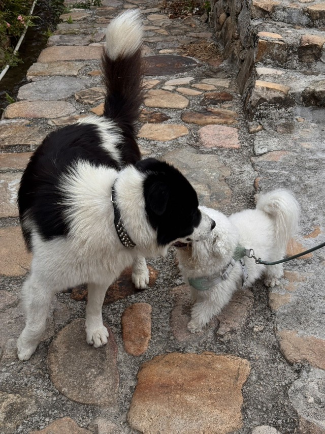 镚镚好gay友🐶🐶