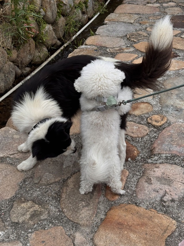 镚镚好gay友🐶🐶
