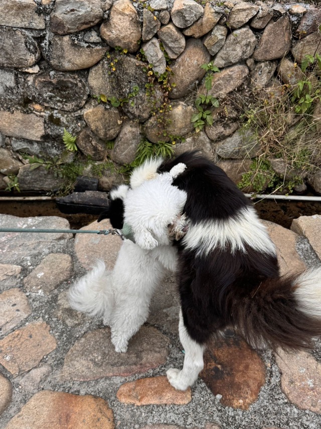 镚镚好gay友🐶🐶