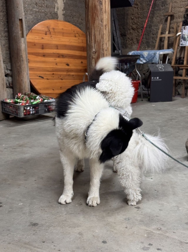 镚镚好gay友🐶🐶