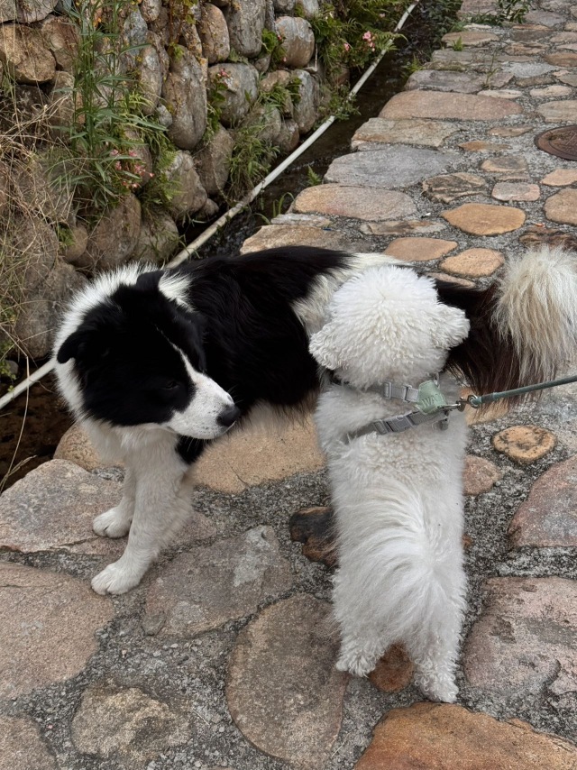 镚镚好gay友🐶🐶