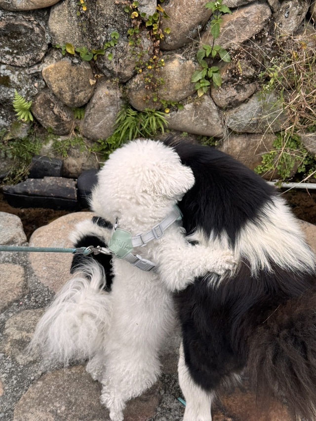 镚镚好gay友🐶🐶