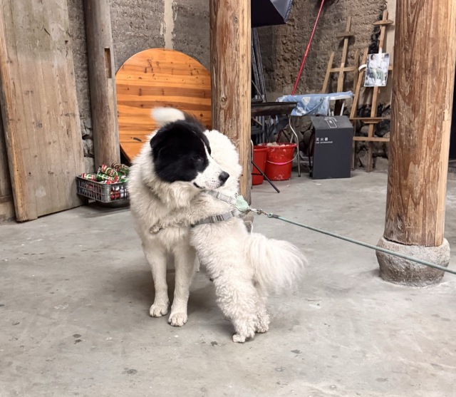 镚镚好gay友🐶🐶