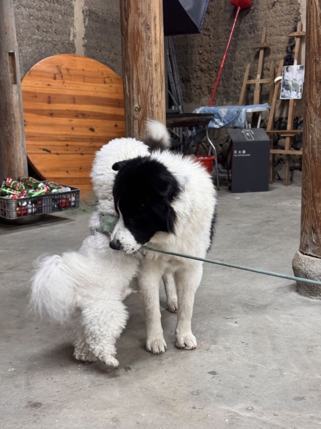 镚镚好gay友🐶🐶