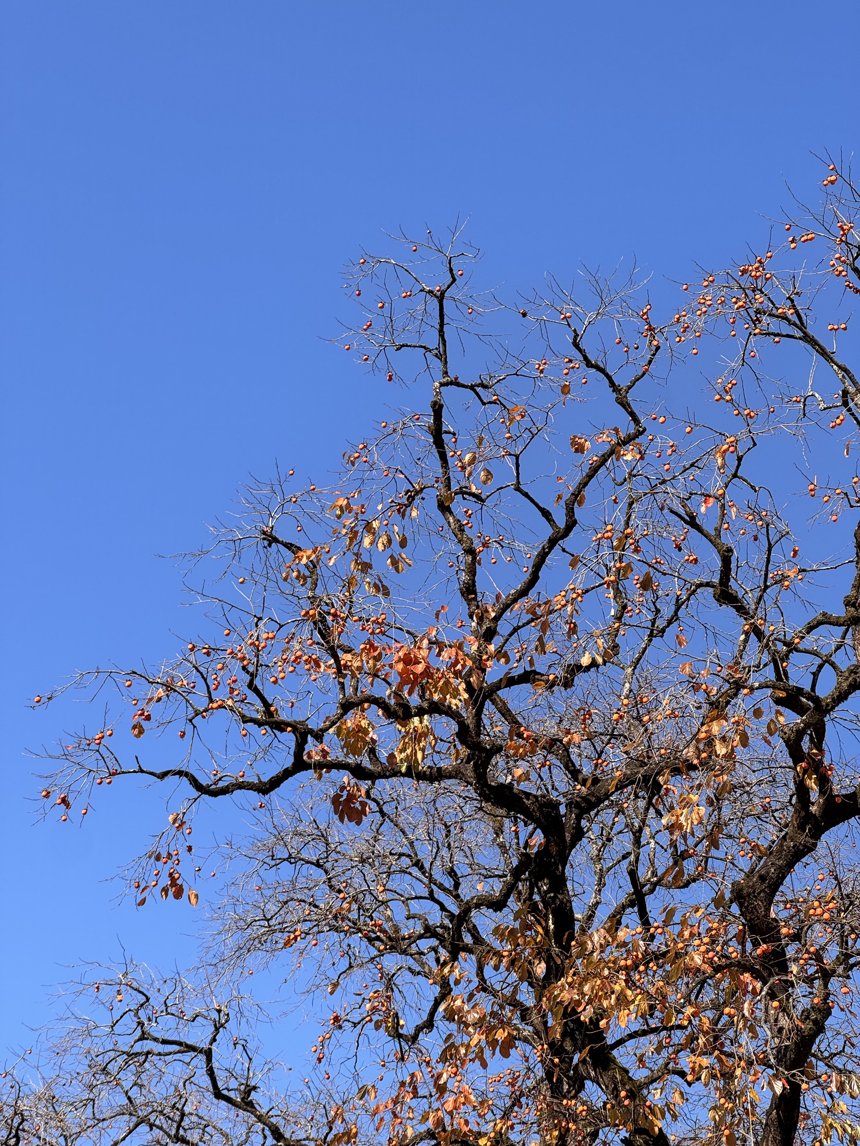 村委楼柿子树🟠