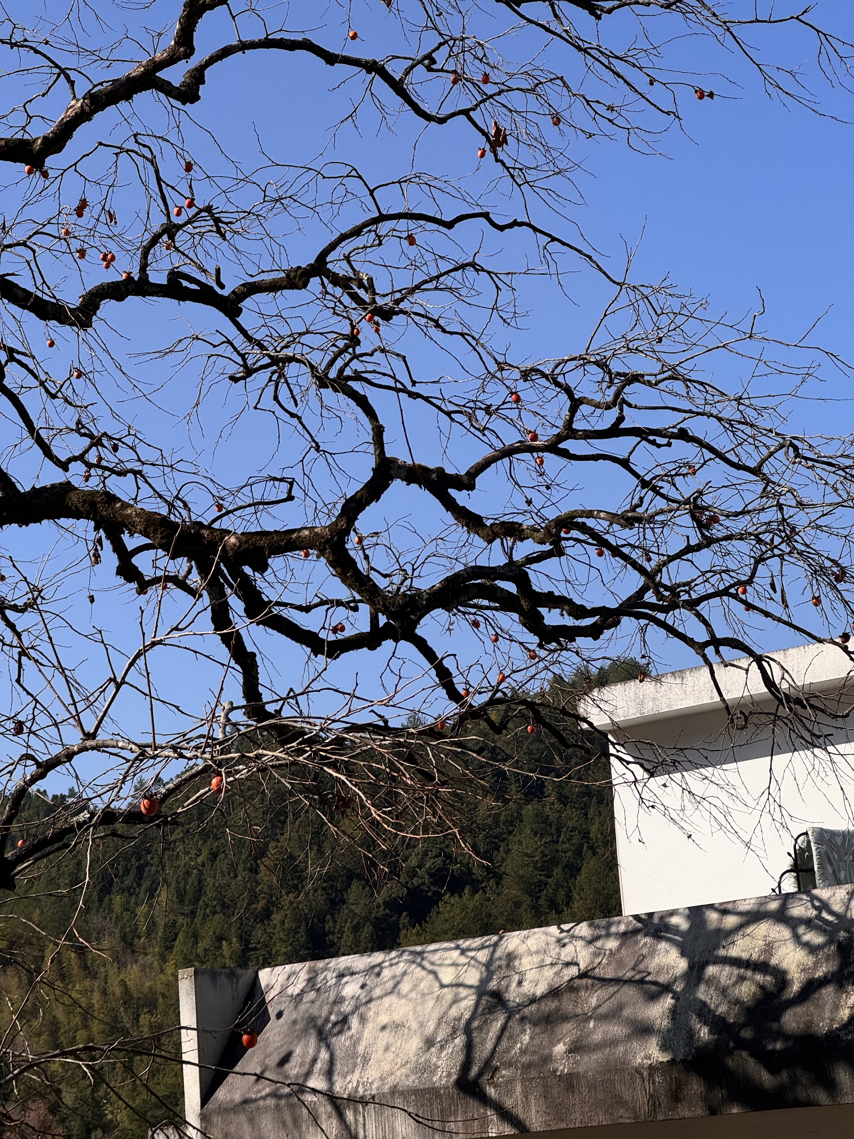 村委楼柿子树🟠