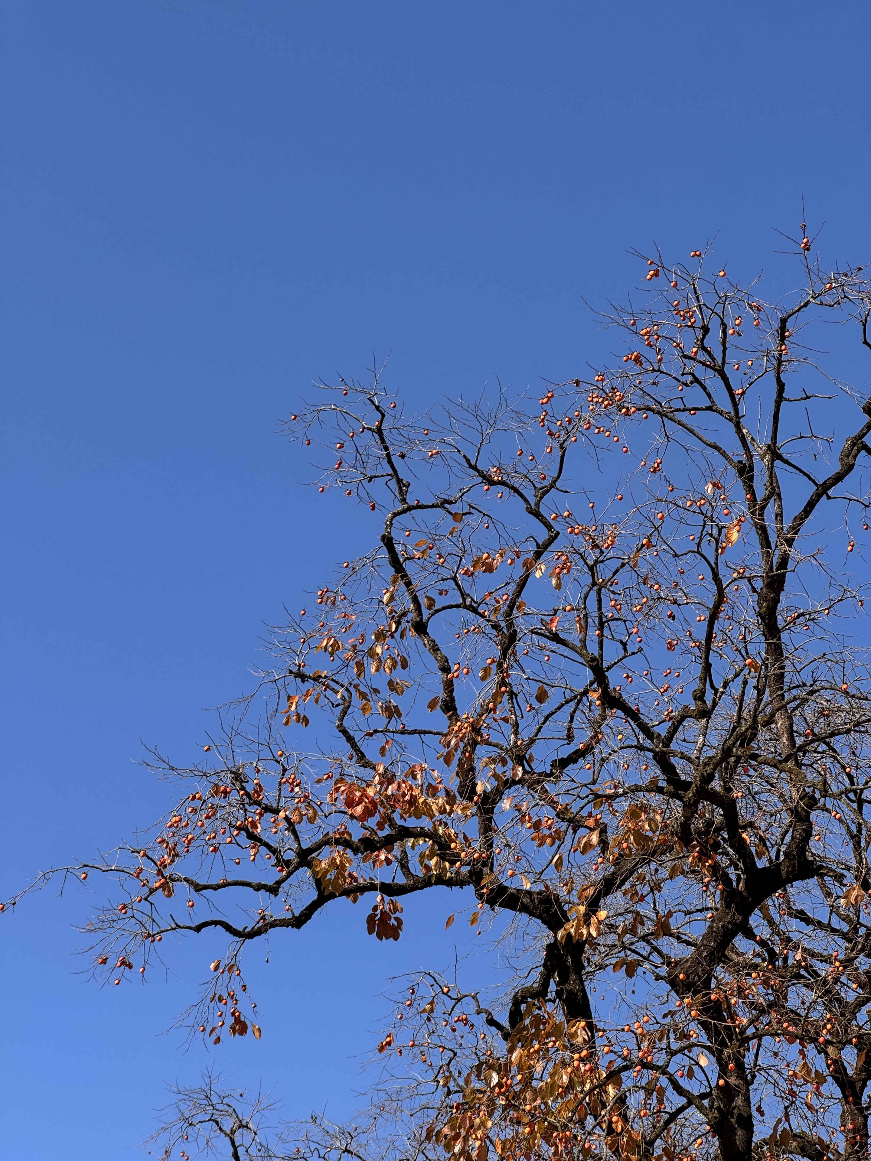 村委楼柿子树🟠