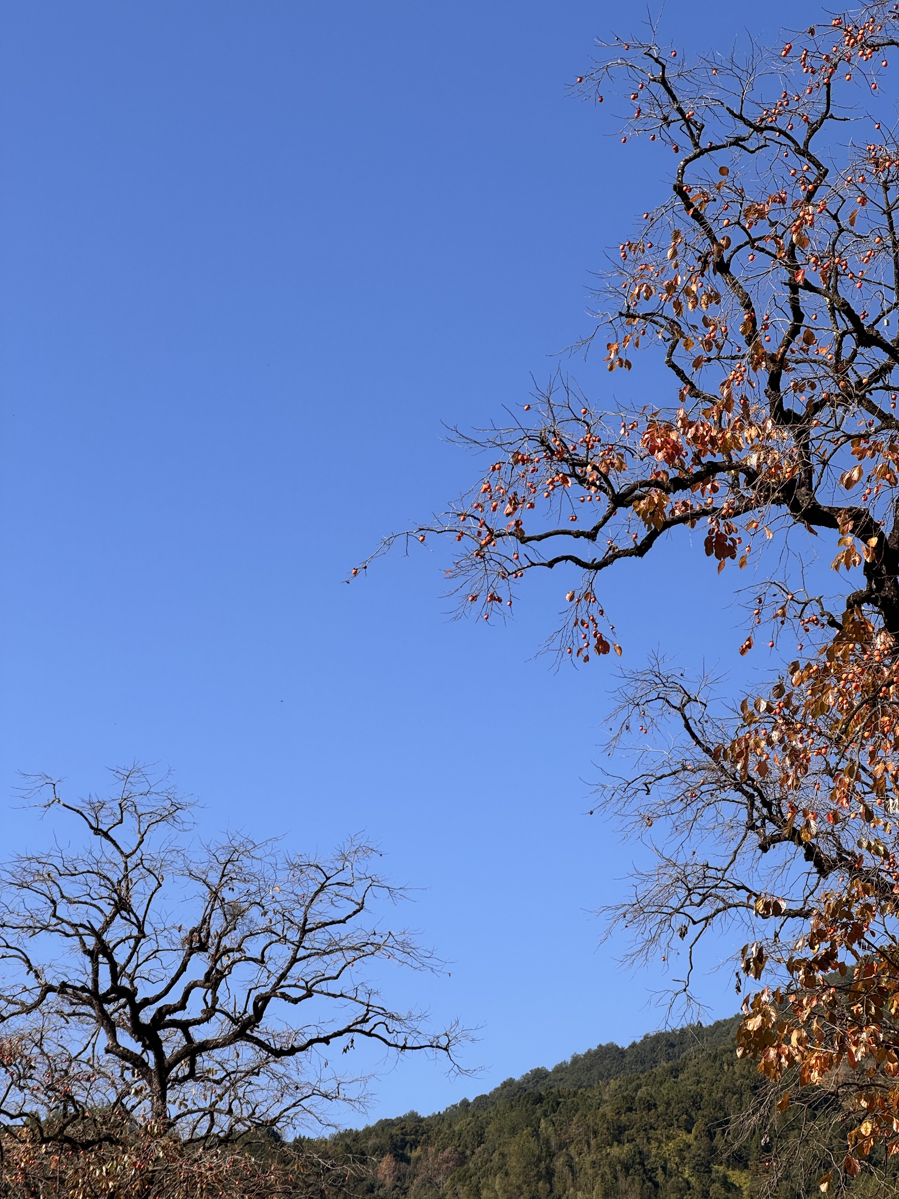 村委楼柿子树🟠