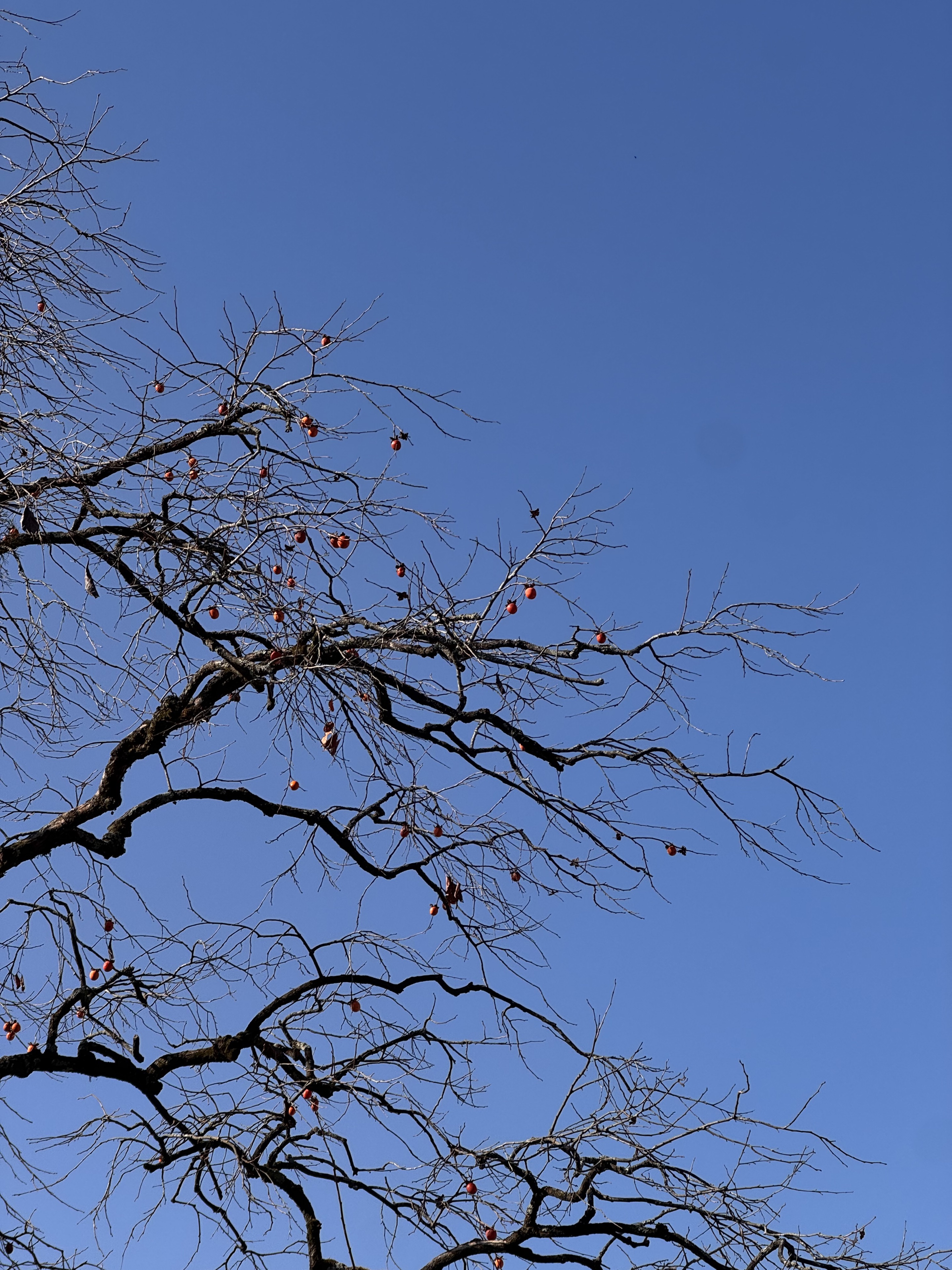 村委楼柿子树🟠