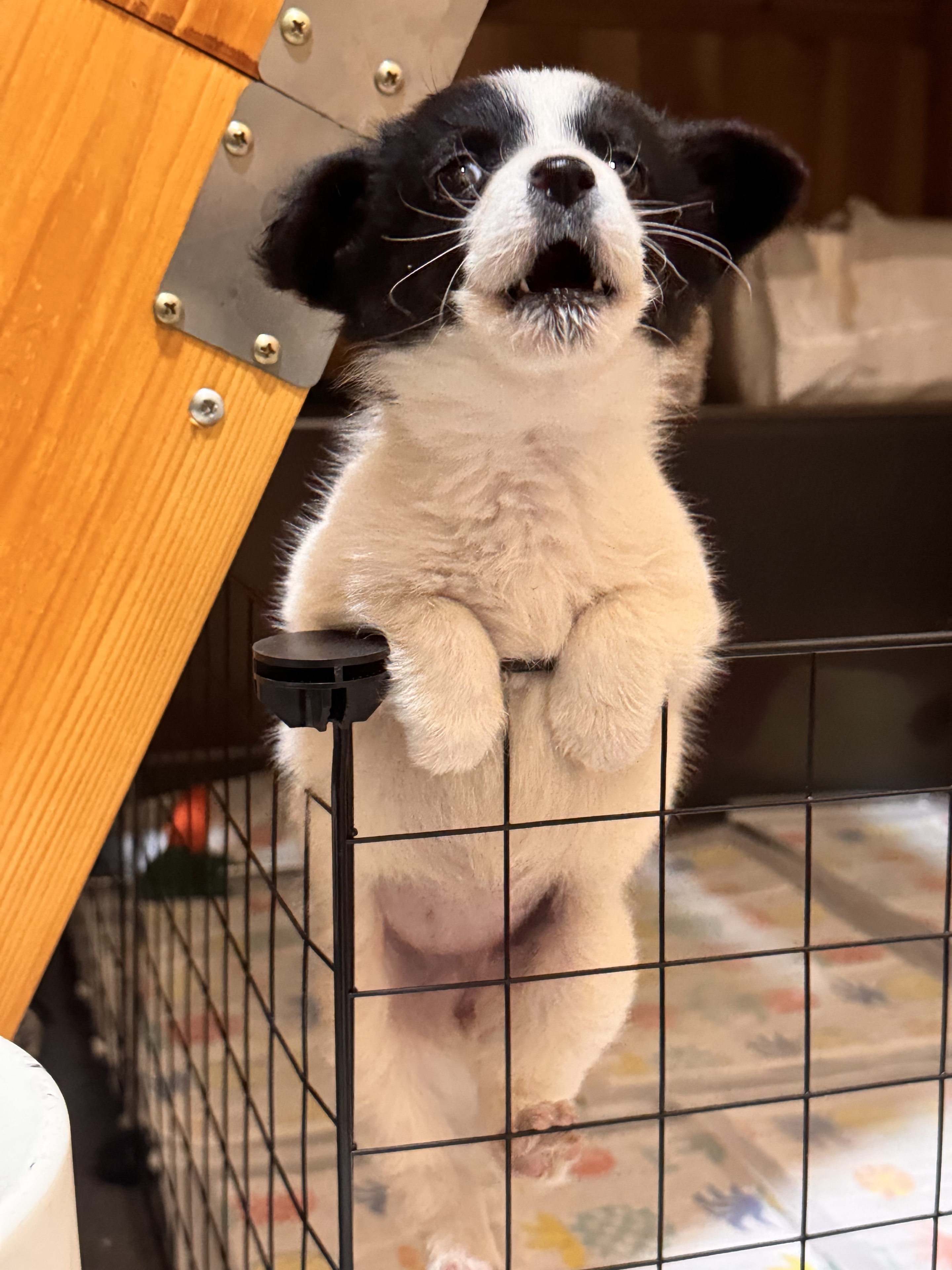 母行千里担忧🐽