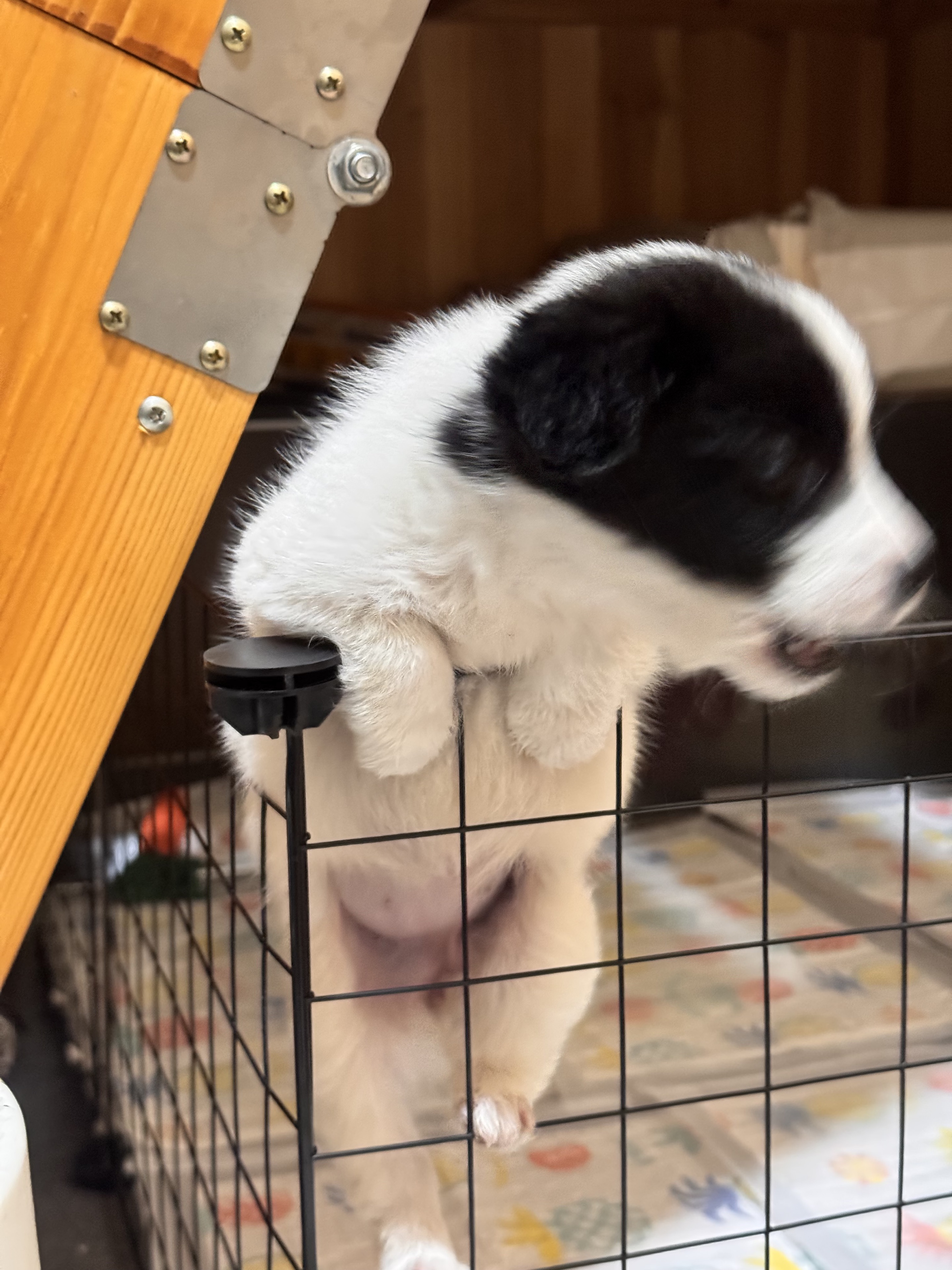 母行千里担忧🐽