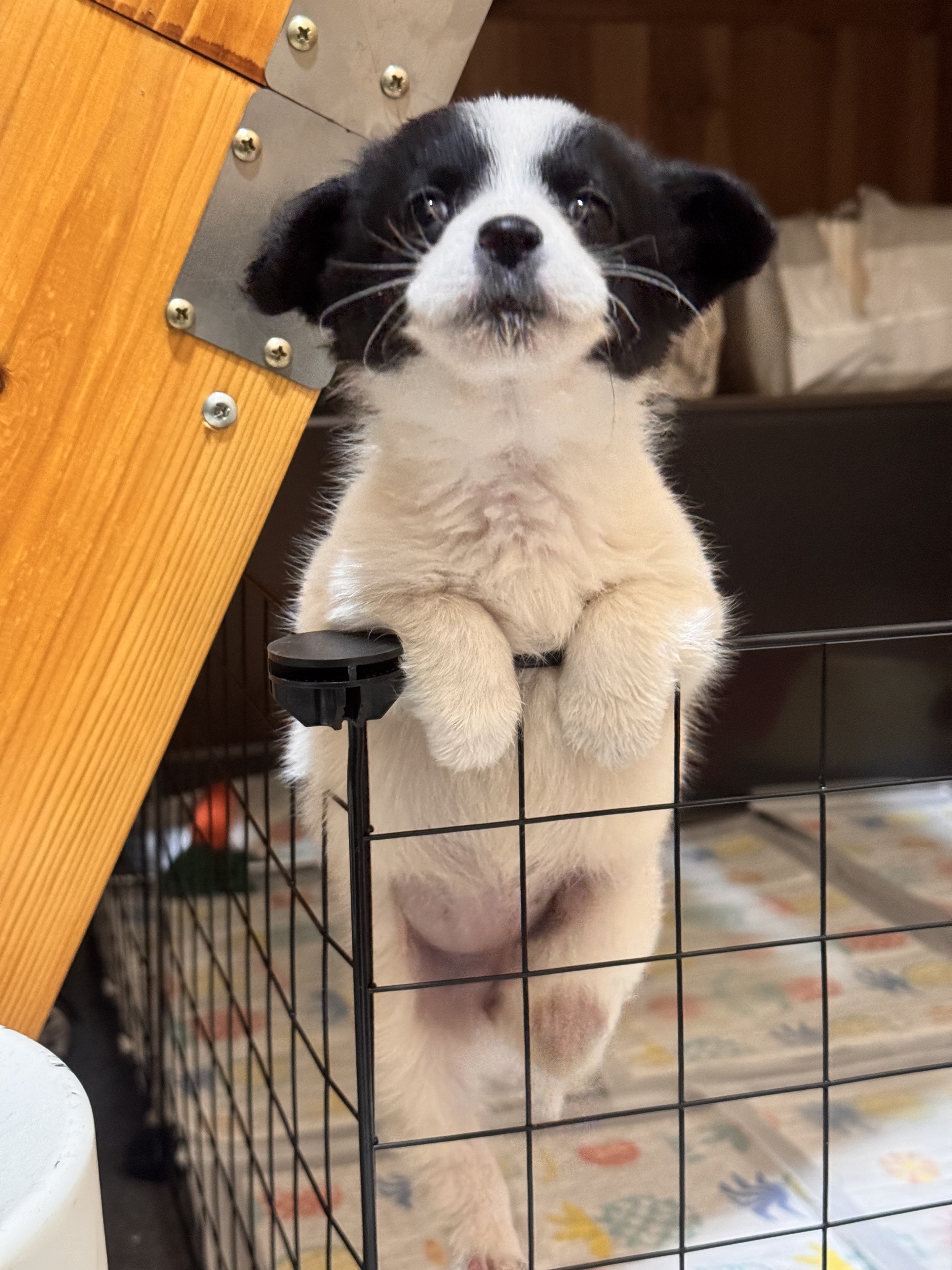 母行千里担忧🐽