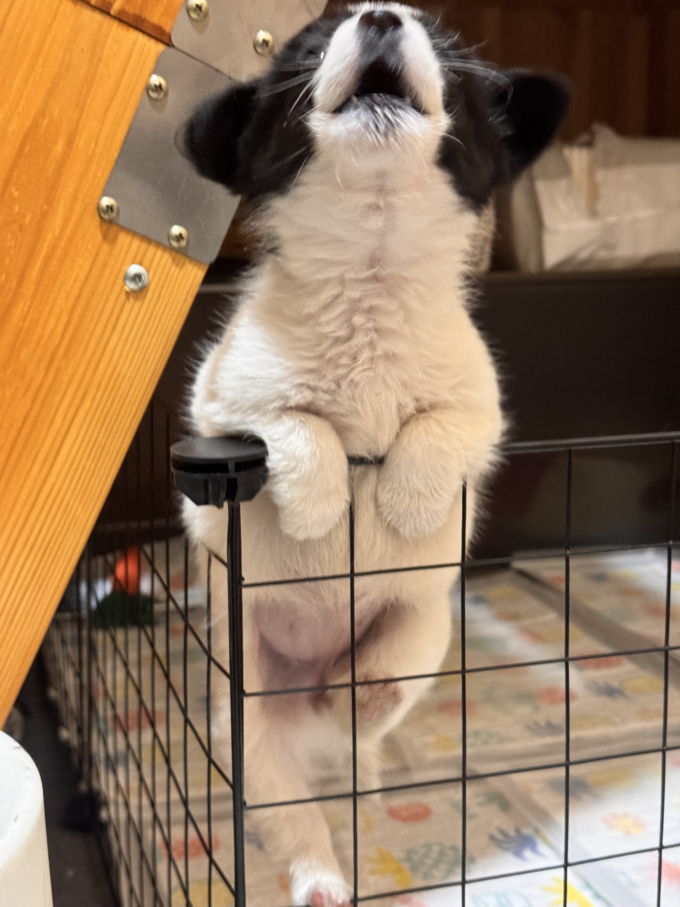 母行千里担忧🐽