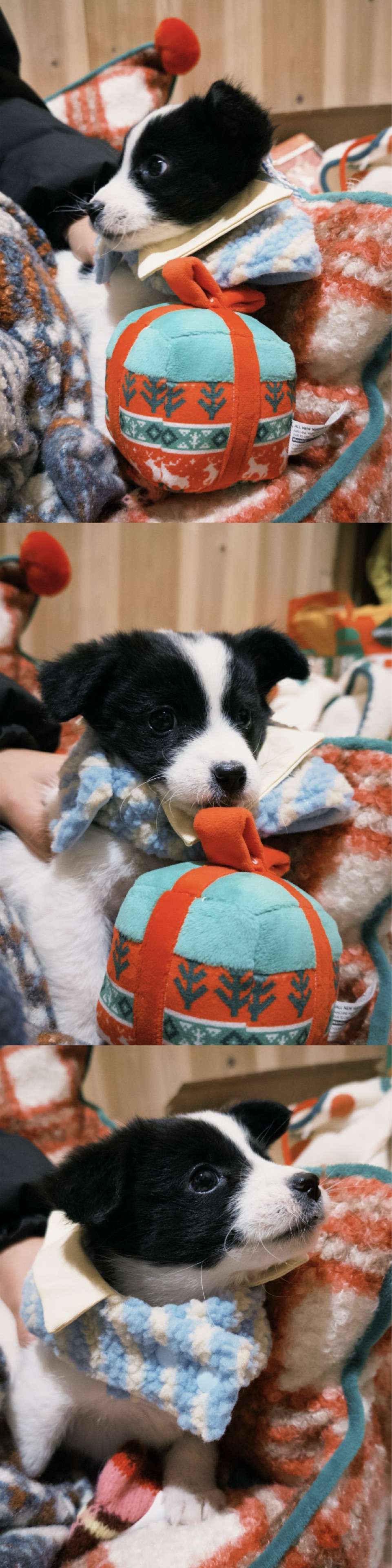 🧑‍🎄汾溪圣诞🎄