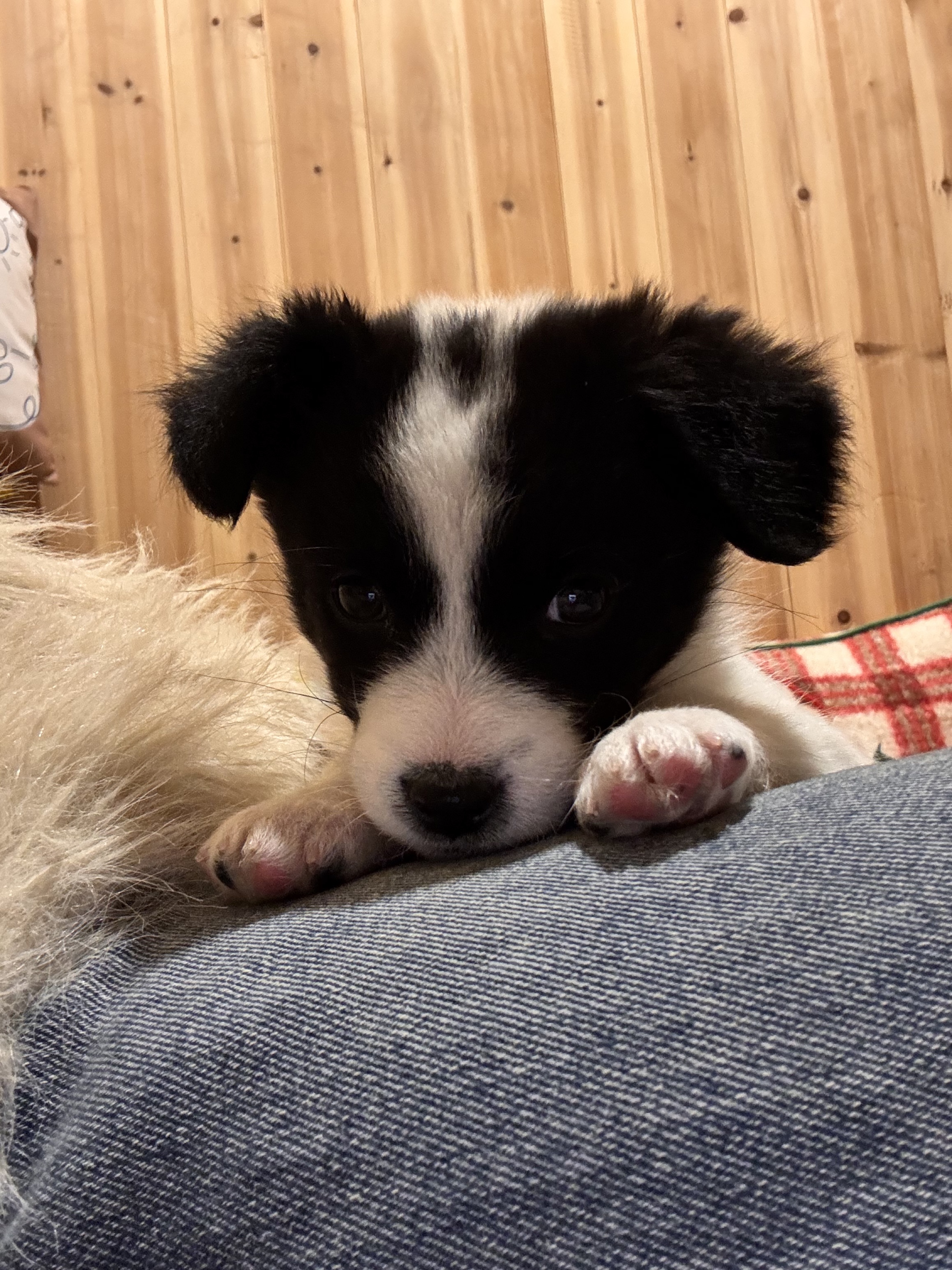 八百个心眼子🐽