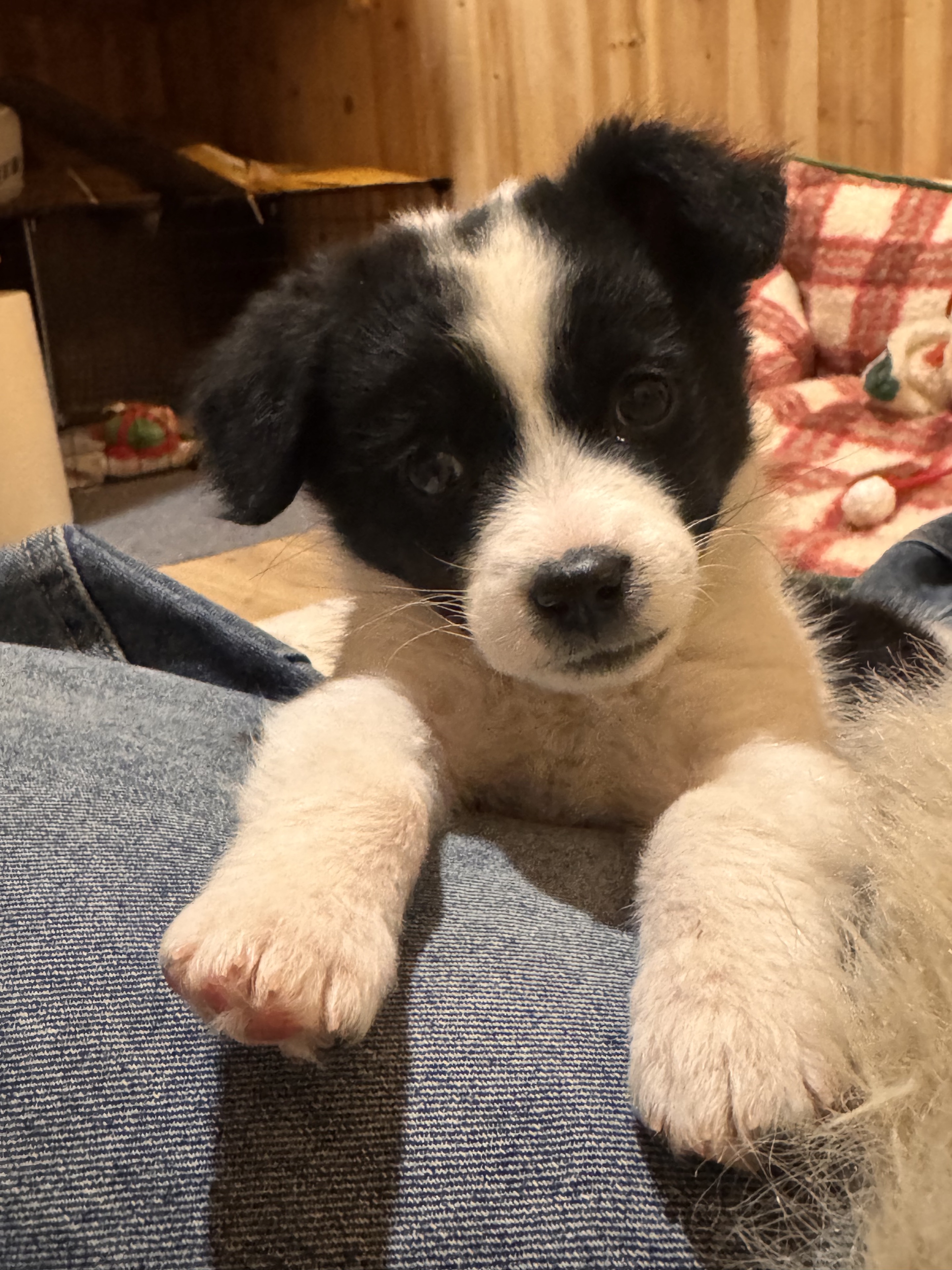 八百个心眼子🐽