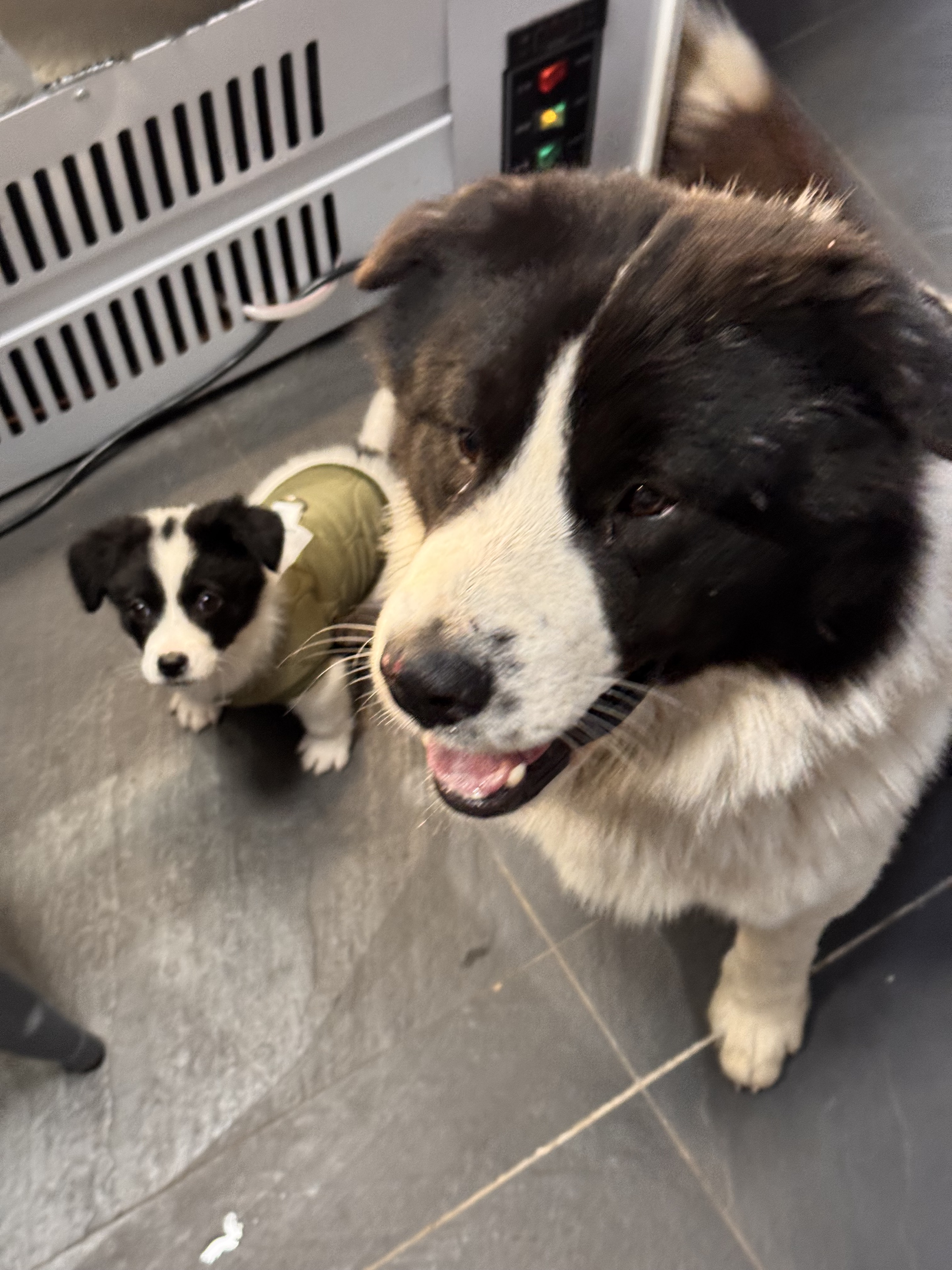 如果你有两只黑白狗🐶