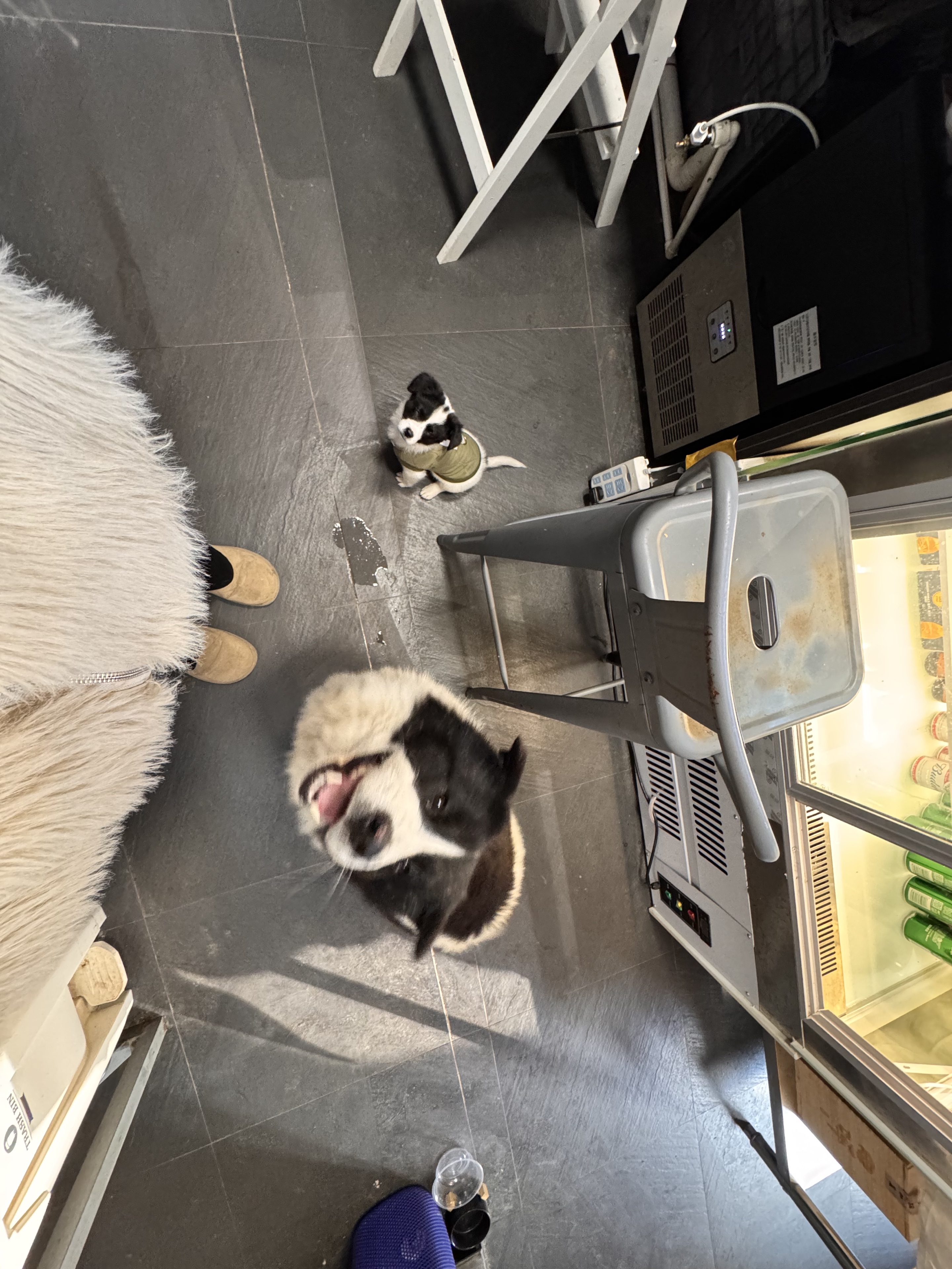 如果你有两只黑白狗🐶