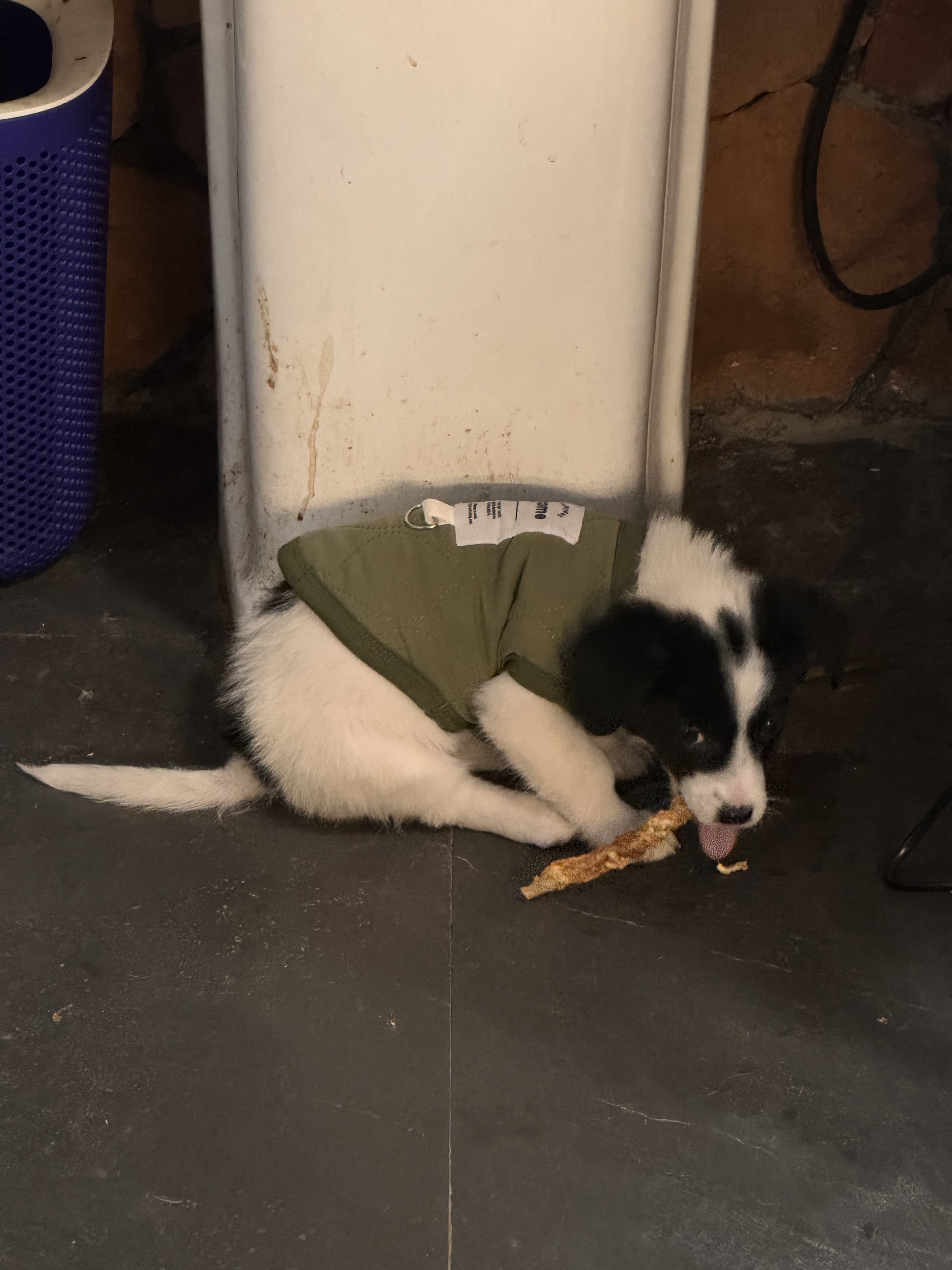 如果你有两只黑白狗🐶