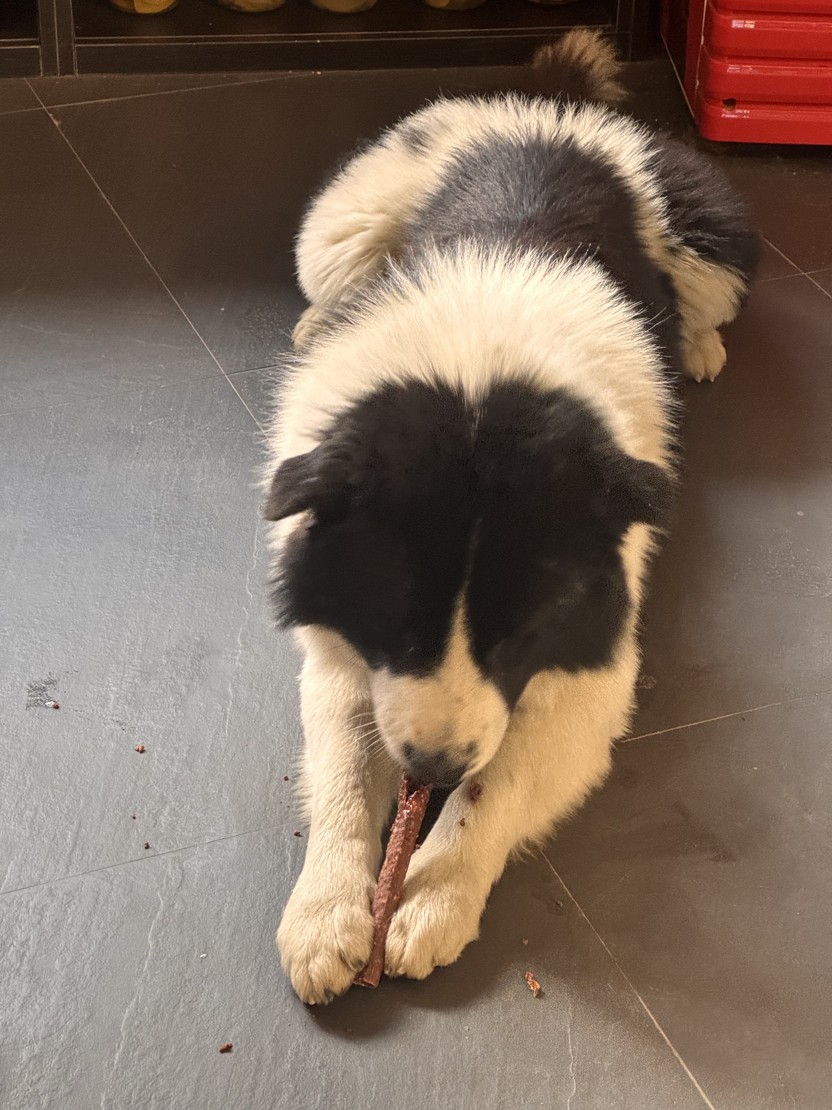 如果你有两只黑白狗🐶