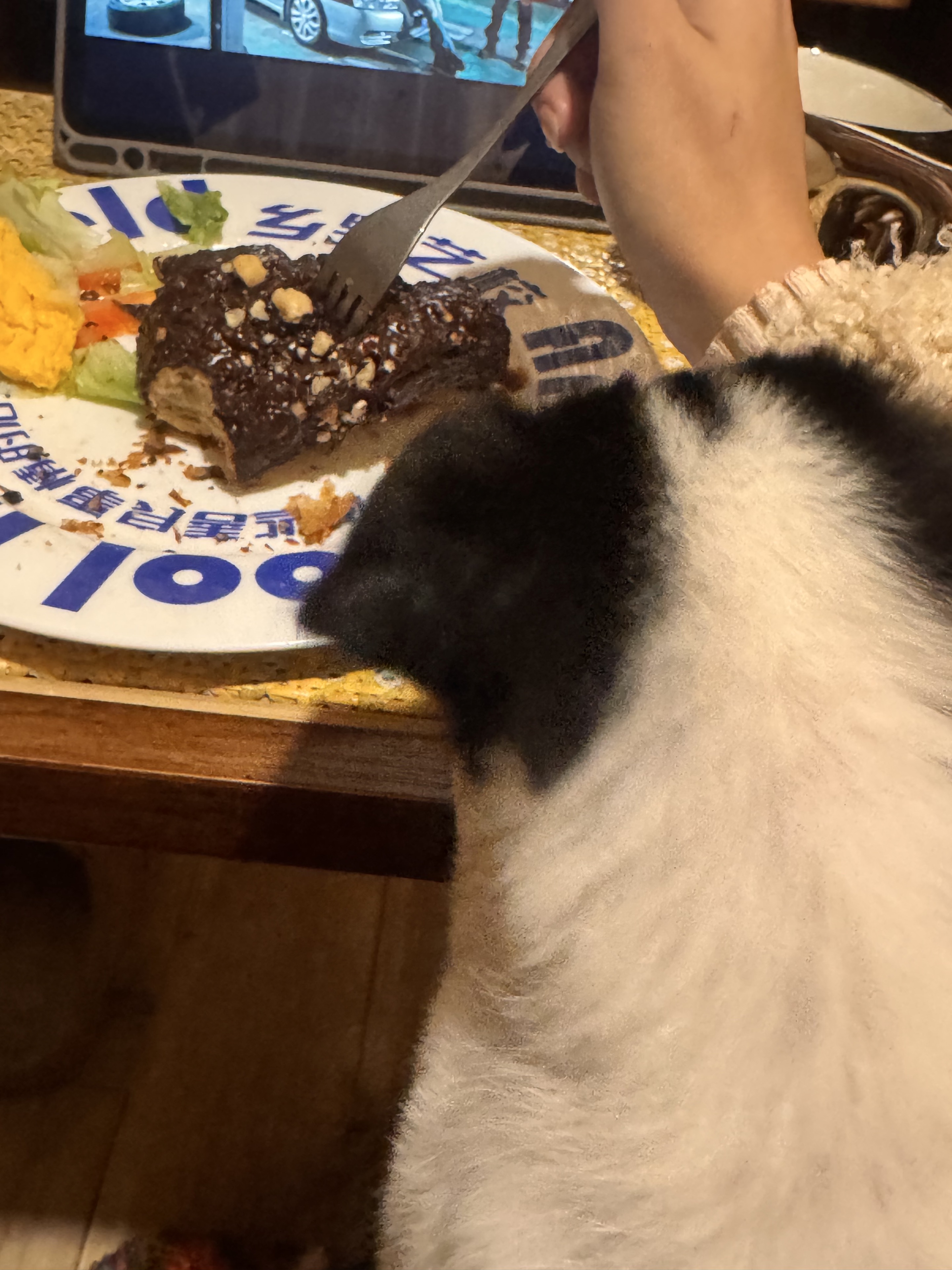 🐽古力想吃🍫朱古力